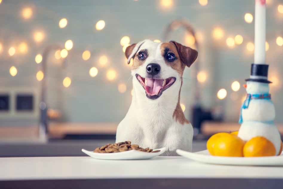 Dog eating food at home