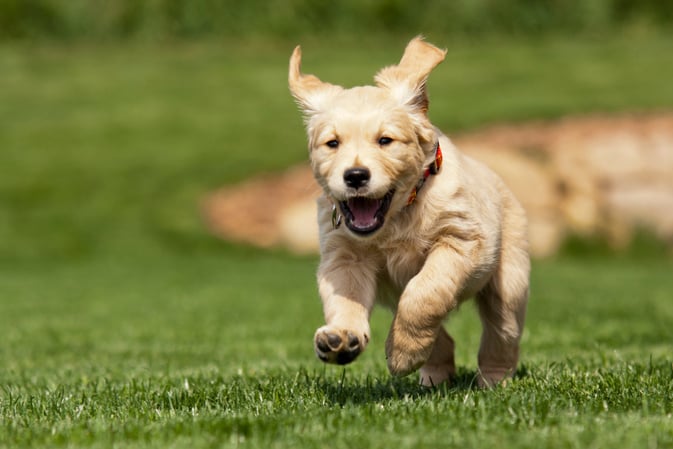 Golden Retriever Puppy