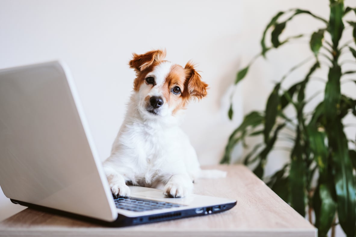 Jack Russel Terrier Dog Resting on Laptop 