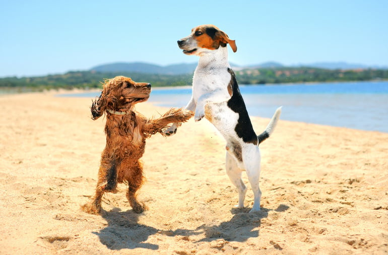 dogs dancing on the beach