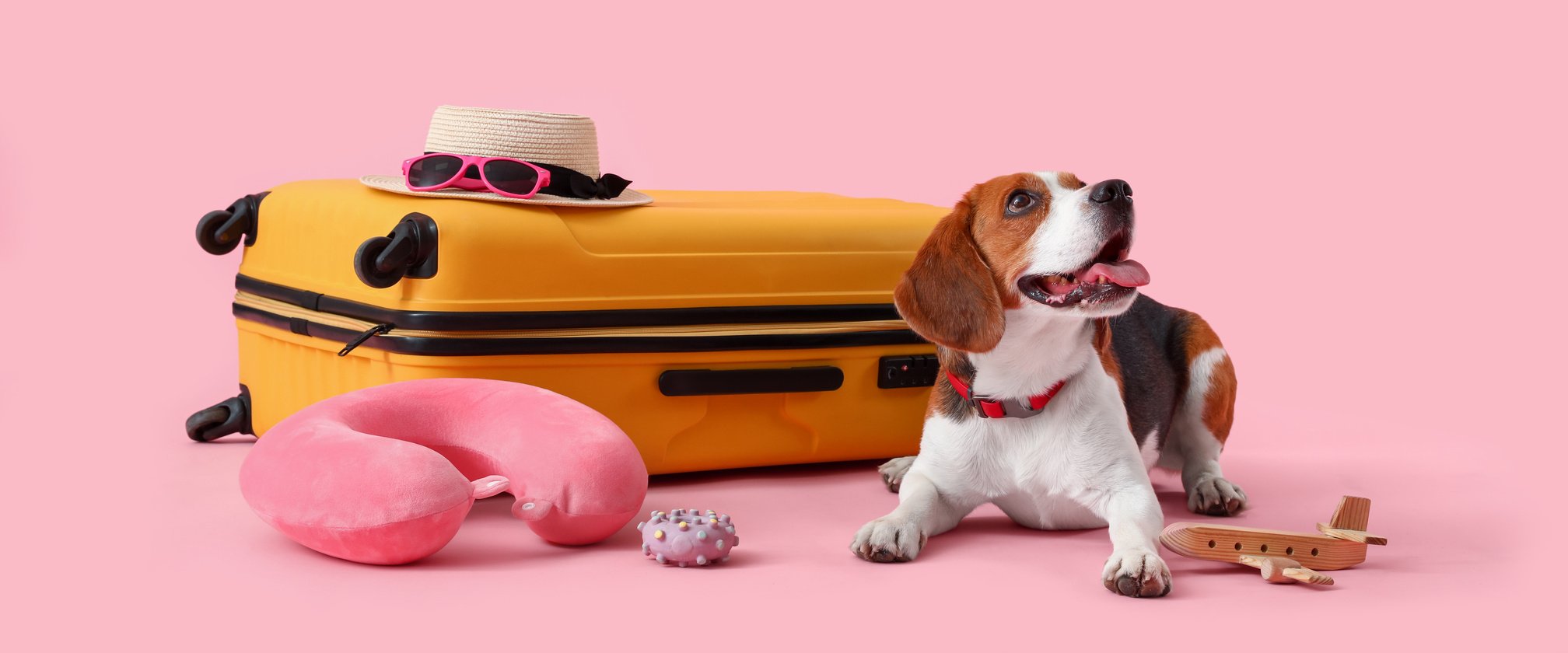 Cute Beagle Dog with Suitcase and Things on Pink Background